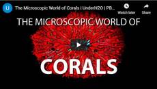 The Microscopic World of Corals
